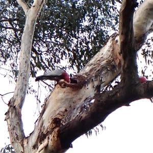 Eolophus roseicapilla at Cook, ACT - 30 Aug 2024 05:17 PM