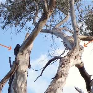 Callocephalon fimbriatum (identifiable birds) at Cook, ACT - suppressed