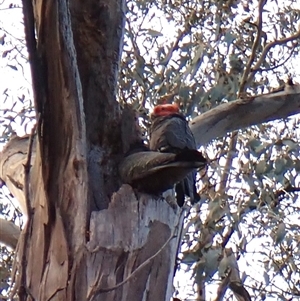 Callocephalon fimbriatum (identifiable birds) at Cook, ACT - suppressed