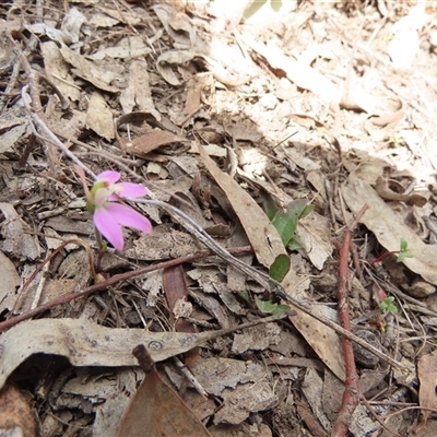 Caladenia carnea (Pink Fingers) at Murrumbateman, NSW - 22 Sep 2024 by SandraH