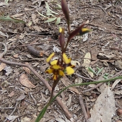 Diuris pardina (Leopard Doubletail) at Murrumbateman, NSW - 22 Sep 2024 by SandraH