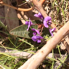 Hardenbergia violacea (False Sarsaparilla) at Gundaroo, NSW - 20 Sep 2024 by ConBoekel