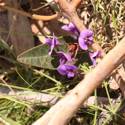 Hardenbergia violacea (False Sarsaparilla) at Gundaroo, NSW - 20 Sep 2024 by ConBoekel