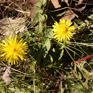 Taraxacum sect. Taraxacum at Gundaroo, NSW - 20 Sep 2024