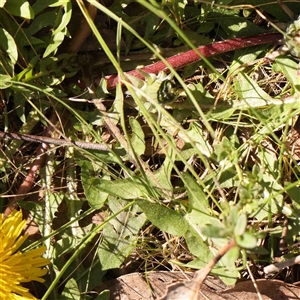 Taraxacum sect. Taraxacum at Gundaroo, NSW - 20 Sep 2024