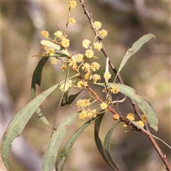 Acacia rubida (Red-stemmed Wattle, Red-leaved Wattle) at Gundaroo, NSW - 20 Sep 2024 by ConBoekel