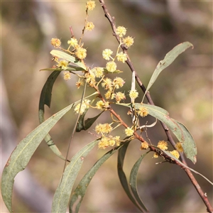 Acacia rubida at Gundaroo, NSW - 20 Sep 2024