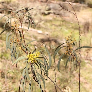 Acacia rubida at Gundaroo, NSW - 20 Sep 2024