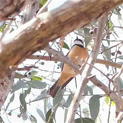 Pachycephala rufiventris (Rufous Whistler) at Gundaroo, NSW - 20 Sep 2024 by ConBoekel