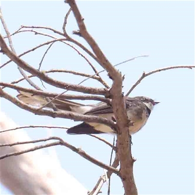 Rhipidura albiscapa (Grey Fantail) at Gundaroo, NSW - 20 Sep 2024 by ConBoekel