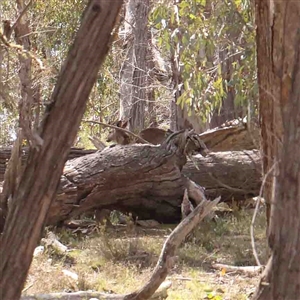 Macropus giganteus at Gundaroo, NSW - 20 Sep 2024