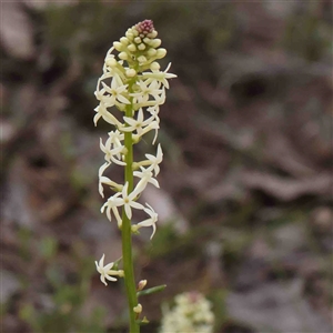 Stackhousia monogyna at Gundaroo, NSW - 20 Sep 2024