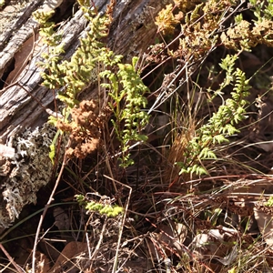 Cheilanthes sieberi subsp. sieberi at Gundaroo, NSW - 20 Sep 2024