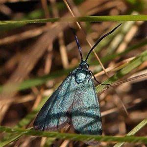 Pollanisus (genus) at Gundaroo, NSW - 20 Sep 2024