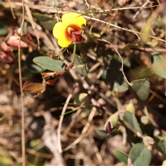 Bossiaea prostrata (Creeping Bossiaea) at Gundaroo, NSW - 20 Sep 2024 by ConBoekel