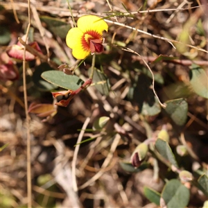 Bossiaea prostrata at Gundaroo, NSW - 20 Sep 2024