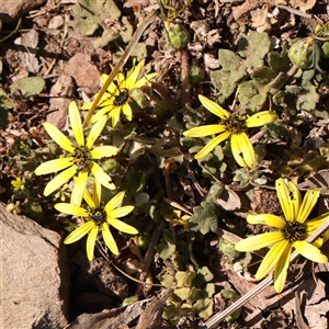 Arctotheca calendula at Gundaroo, NSW - 20 Sep 2024