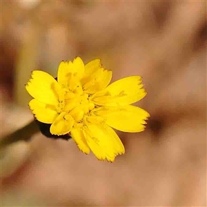 Hypochaeris glabra at Gundaroo, NSW - 20 Sep 2024 01:21 PM