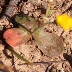 Hypochaeris glabra at Gundaroo, NSW - 20 Sep 2024 01:21 PM