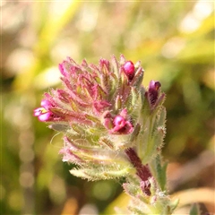 Parentucellia latifolia (Red Bartsia) at Gundaroo, NSW - 20 Sep 2024 by ConBoekel