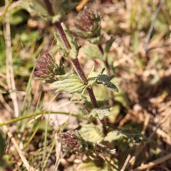 Parentucellia latifolia at Gundaroo, NSW - 20 Sep 2024