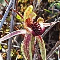 Caladenia actensis (Canberra Spider Orchid) at Hackett, ACT - 15 Sep 2024 by Bubbles