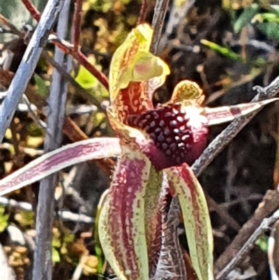 Caladenia actensis (Canberra Spider Orchid) at Hackett, ACT - 15 Sep 2024 by Bubbles