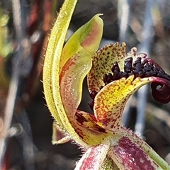 Caladenia actensis at suppressed - 15 Sep 2024