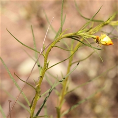 Xerochrysum viscosum at Gundaroo, NSW - 20 Sep 2024 01:24 PM