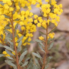 Acacia buxifolia subsp. buxifolia (Box-leaf Wattle) at Gundaroo, NSW - 20 Sep 2024 by ConBoekel