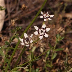 Wurmbea dioica subsp. dioica (Early Nancy) at Gundaroo, NSW - 20 Sep 2024 by ConBoekel