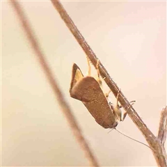 Leistomorpha brontoscopa at Gundaroo, NSW - 20 Sep 2024 01:35 PM