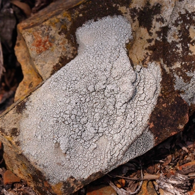 Unverified Lichen at Gundaroo, NSW - 20 Sep 2024 by ConBoekel