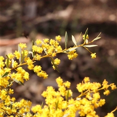 Acacia buxifolia subsp. buxifolia (Box-leaf Wattle) at Gundaroo, NSW - 20 Sep 2024 by ConBoekel