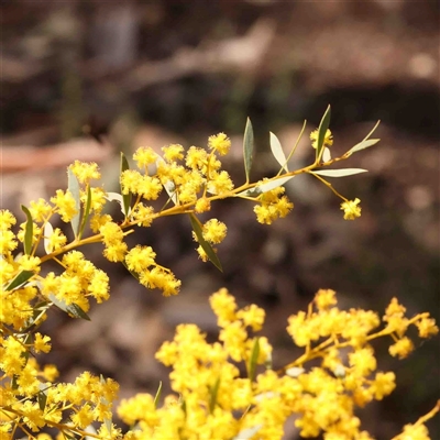 Acacia buxifolia subsp. buxifolia (Box-leaf Wattle) at Gundaroo, NSW - 20 Sep 2024 by ConBoekel