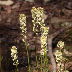 Stackhousia monogyna (Creamy Candles) at Gundaroo, NSW - 20 Sep 2024 by ConBoekel