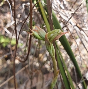 Oligochaetochilus aciculiformis at Acton, ACT - suppressed