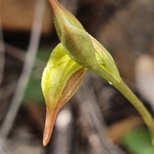 Oligochaetochilus aciculiformis at Acton, ACT - suppressed