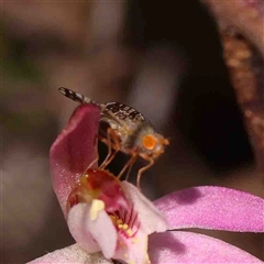 Austrotephritis sp. (genus) (Fruit fly or Seed fly) at Gundaroo, NSW - 20 Sep 2024 by ConBoekel