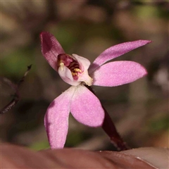 Austrotephritis sp. (genus) at Gundaroo, NSW - 20 Sep 2024