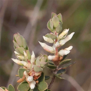 Brachyloma daphnoides at Gundaroo, NSW - 20 Sep 2024