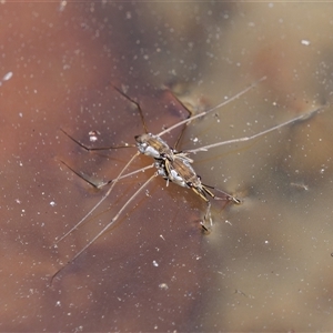 Tenagogerris euphrosyne at Theodore, ACT - 22 Sep 2024