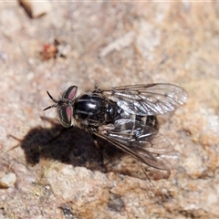 Dasybasis sp. (genus) (A march fly) at Theodore, ACT - 22 Sep 2024 by RomanSoroka