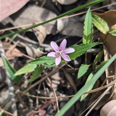 Schelhammera undulata (Lilac Lily) at Killcare Heights, NSW - 22 Sep 2024 by immyw