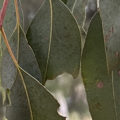 Eucalyptus rubida subsp. rubida at Higgins, ACT - 22 Mar 2023 06:14 PM