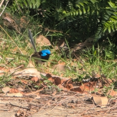 Malurus lamberti (Variegated Fairywren) at Jervis Bay, JBT - 14 Sep 2024 by immyw