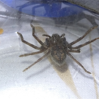 Isopedella pessleri (A huntsman spider) at Belconnen, ACT - 22 Sep 2024 by JohnGiacon