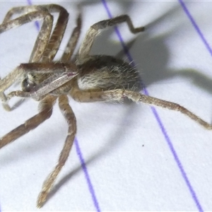 Isopedella pessleri at Belconnen, ACT - 22 Sep 2024