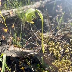 Pterostylis nutans (Nodding Greenhood) at Burrinjuck, NSW - 22 Sep 2024 by sduus