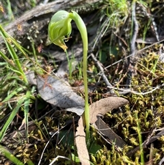 Pterostylis nutans at Burrinjuck, NSW - suppressed